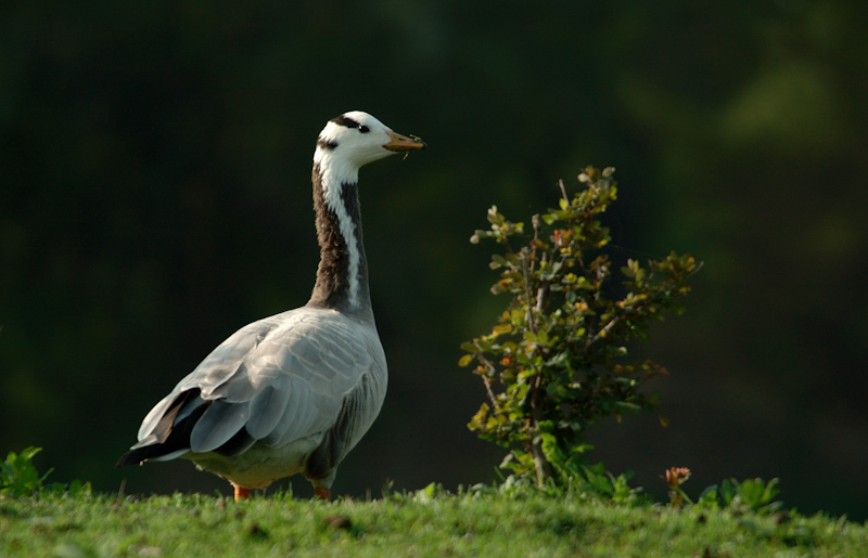 Bar-headed Goose
